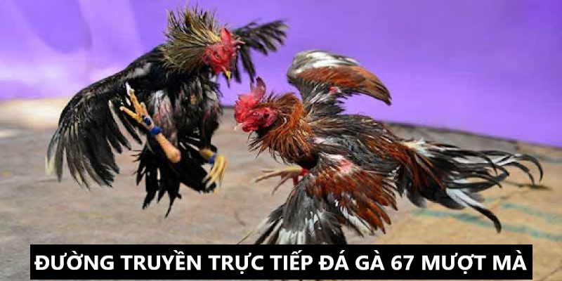 Đường truyền coi đá gà trực tiếp siêu mượt mà