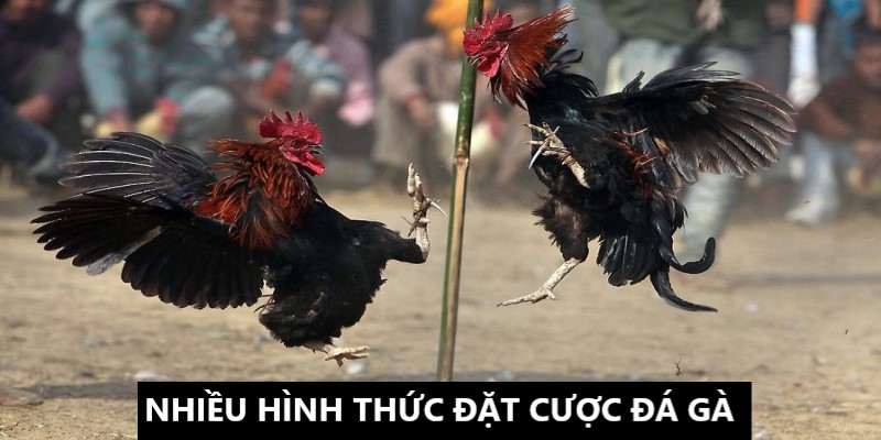 Sở hữu nhiều hình thức cược đá gà lôi cuốn 