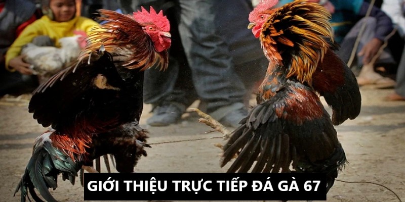 Trực tiếp đá gà 67 và thông tin giới thiệu 