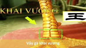 Vảy Gà Khai Vương - Cách Nhận Diện Kê Binh Hùng Mạnh