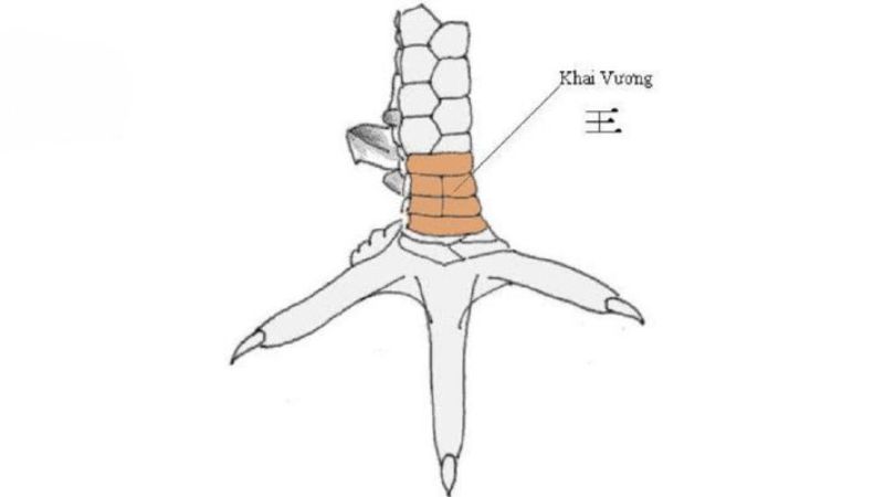 Vảy gà khai vương là một dạng họa tiết hiếm gặp ở chiến kê